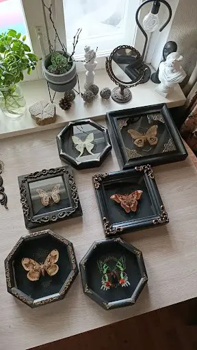 framed forest specimens